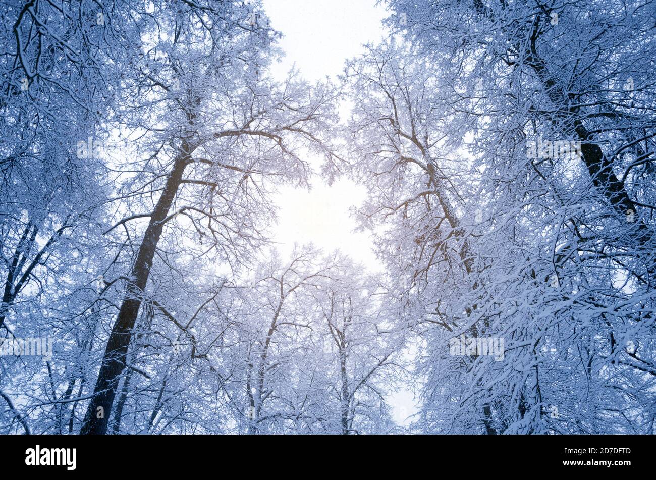 Vista dal basso di alberi innevati Foto Stock