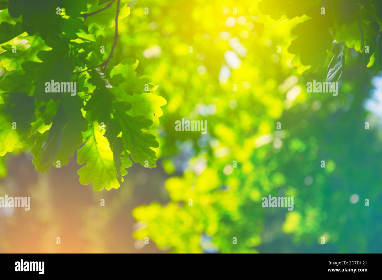 Foglie di quercia verde una sfondo soleggiato offuscato di alberi con lussureggiante fogliame nella foresta primaverile Foto Stock