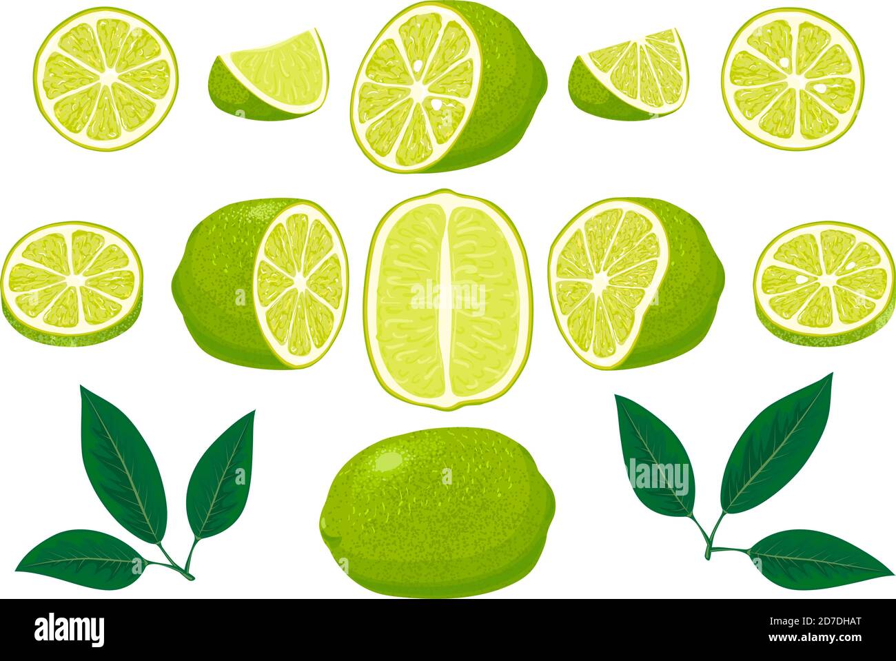 Lime fresche con foglie. Set di lime intere, tagliate a metà, tagliate a pezzetti di lime e foglie fresche, scorza di lime. Collezione di diverse vedute della calce. Disegnato a mano Illustrazione Vettoriale