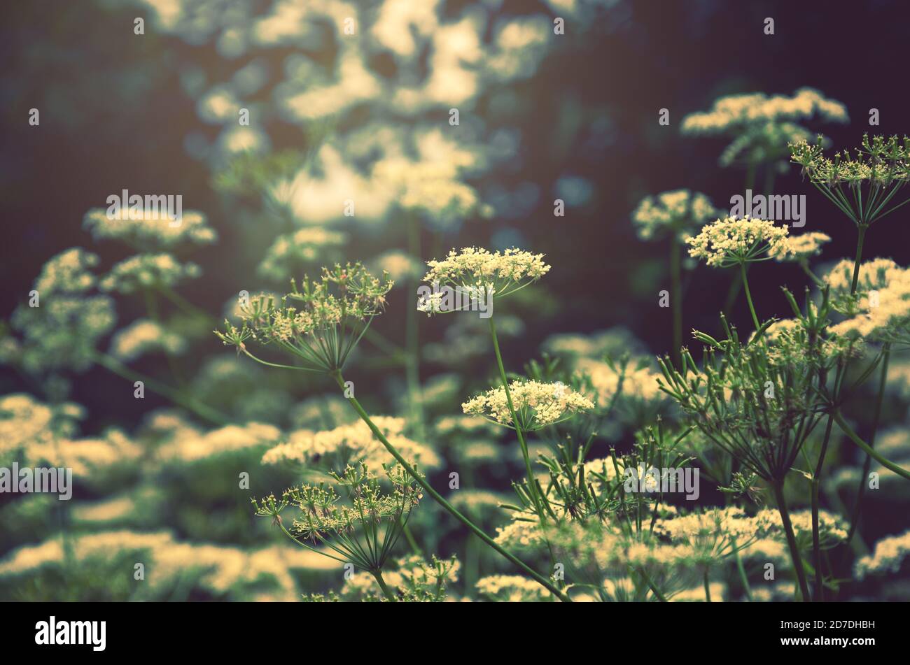 Primo piano di angelica sylvestris o fiori selvatici di angelica con alberi di foresta sfocati sullo sfondo. Foto Stock