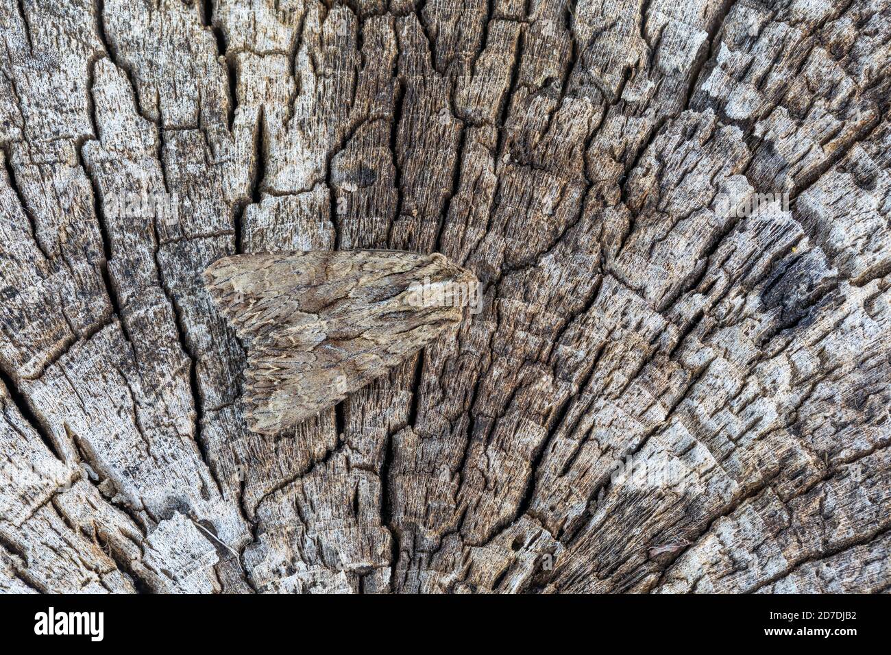 Dark Arches Moth; Apamea monoglypha; on Wood; UK Foto Stock