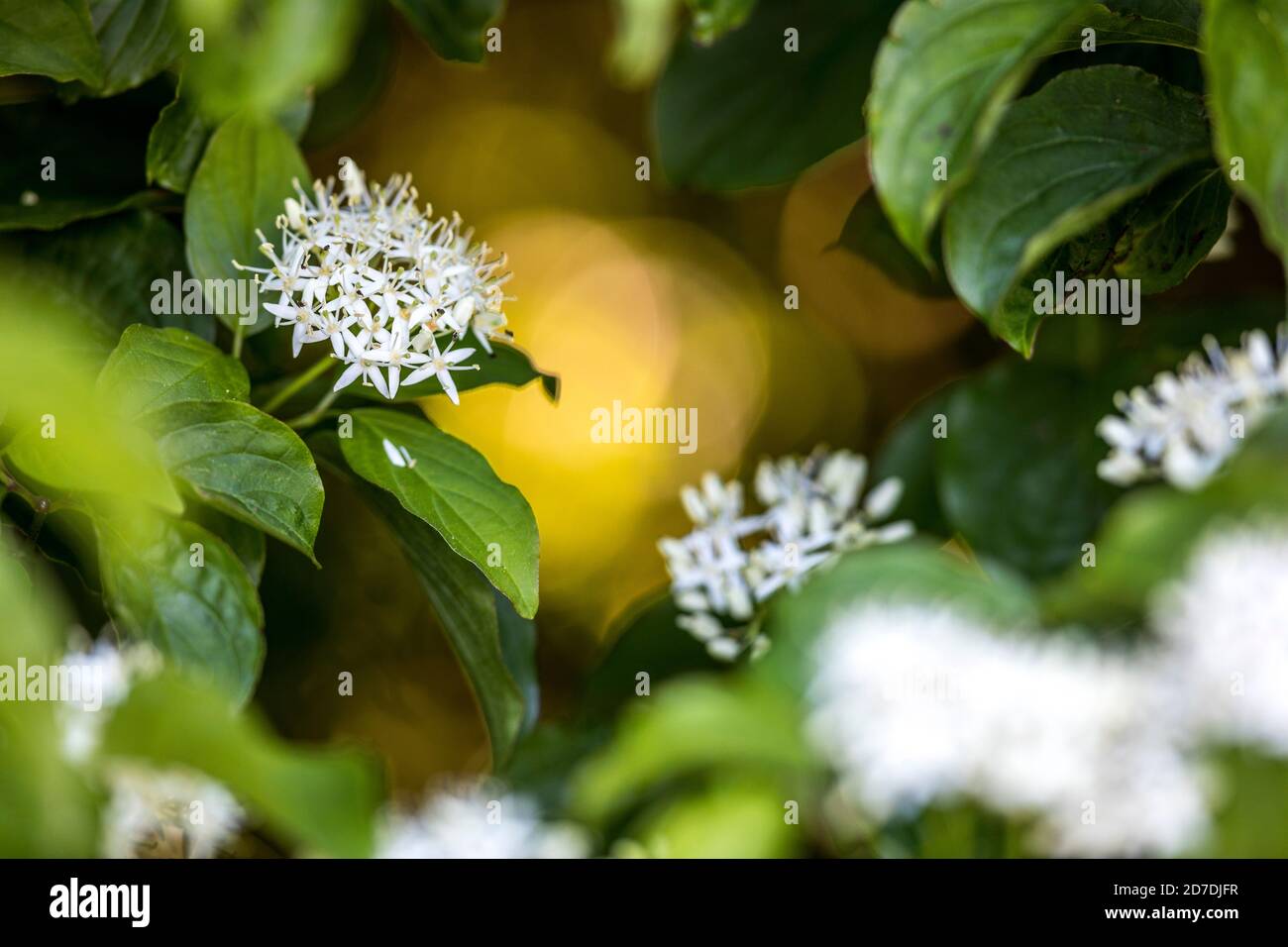 Dogwood; fioritura; Regno Unito Foto Stock