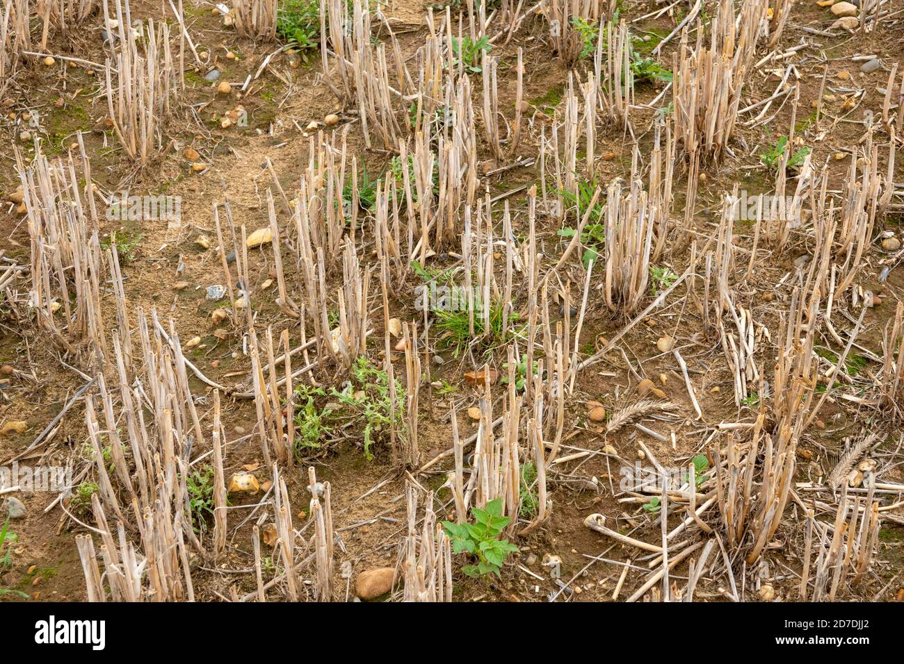 Area di stoppia del raccolto in condizioni di siccità Foto Stock