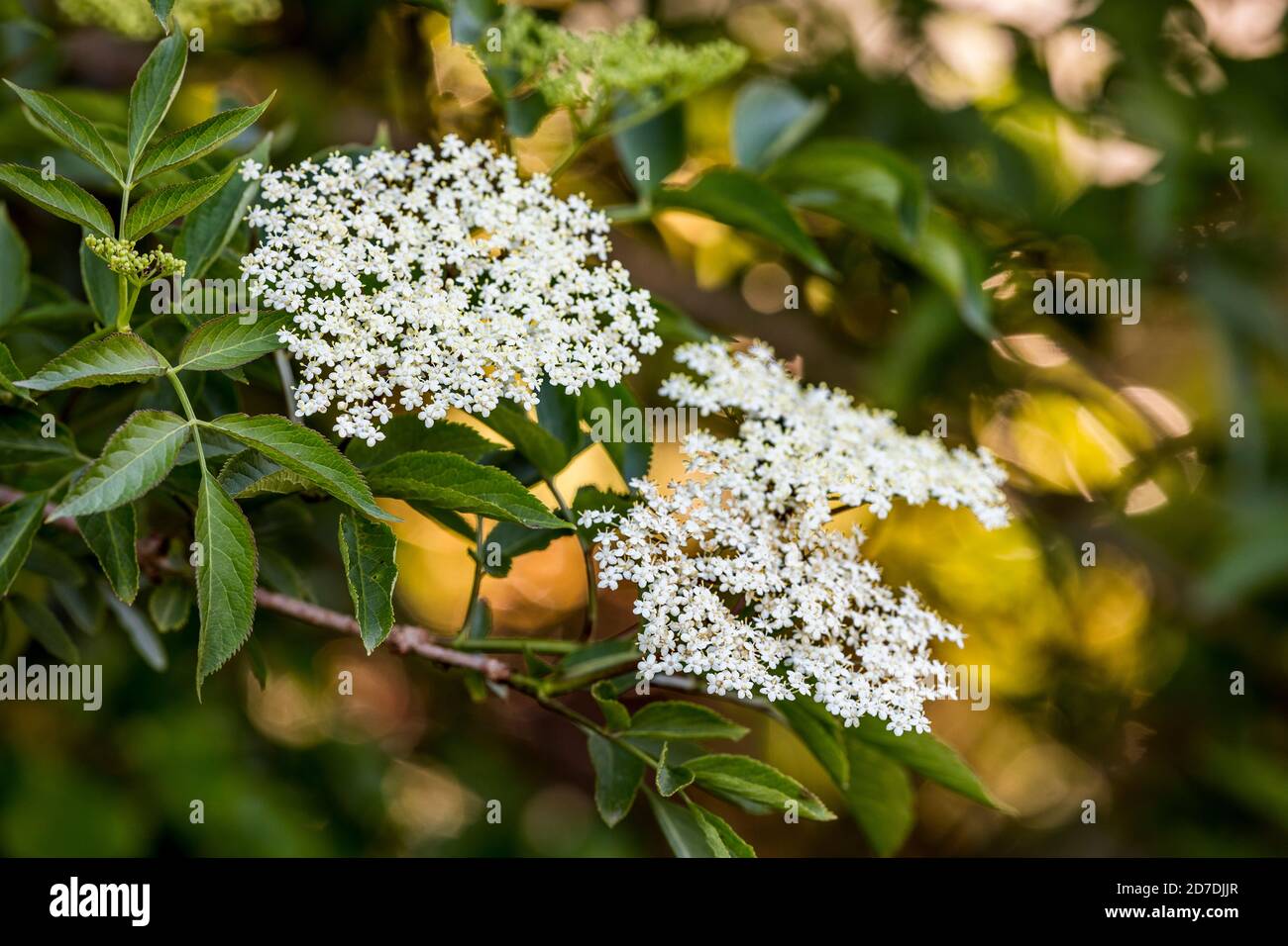 Albero anziano; Sambucus nigra; fioritura; UK Foto Stock