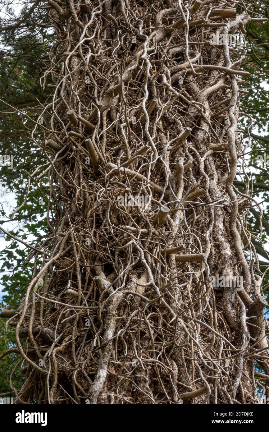 Sezione di tronco di albero che mostra una massa di edera morto ancora aggrappato Foto Stock