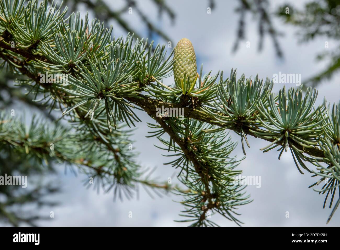 Blue Cedar Tree a Suffolk, Inghilterra Foto Stock