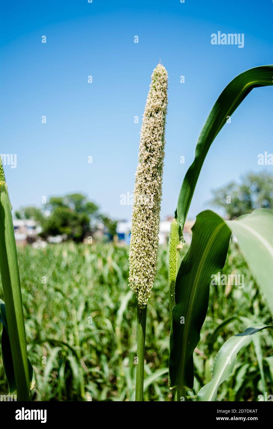 Campi di miglio perla in Uttar pradesh dell'India. Il Crop è anche conosciuto come Bajra Foto Stock