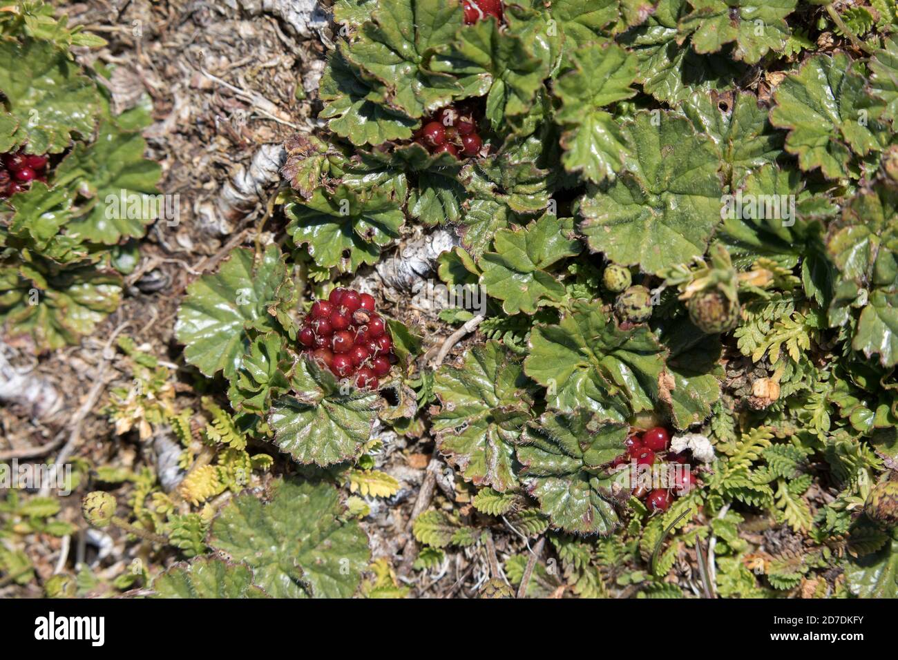 Falkland Strawberry; Rubus geoides; Falklands Foto Stock