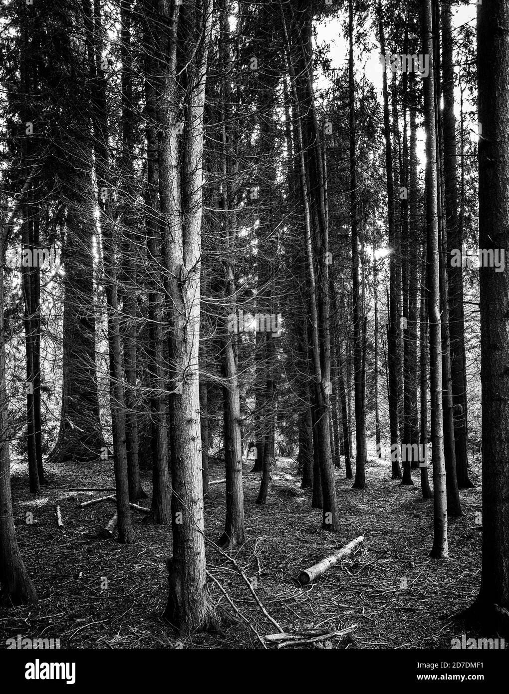 Array di tronchi d'albero in fitti boschi Foto Stock