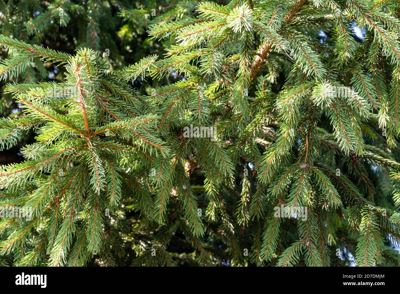 Rami di abete fresco e verde. Varietà di alberi di conifere. Foto Stock