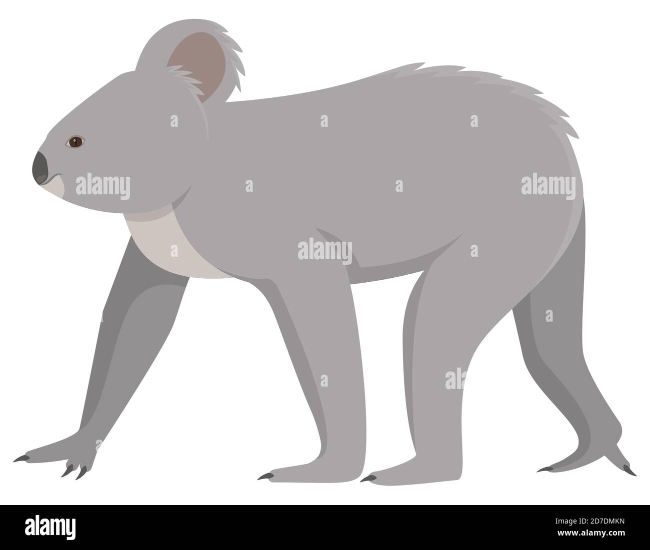 Koala adulto a piedi. Carino animale in stile cartoon. Illustrazione Vettoriale