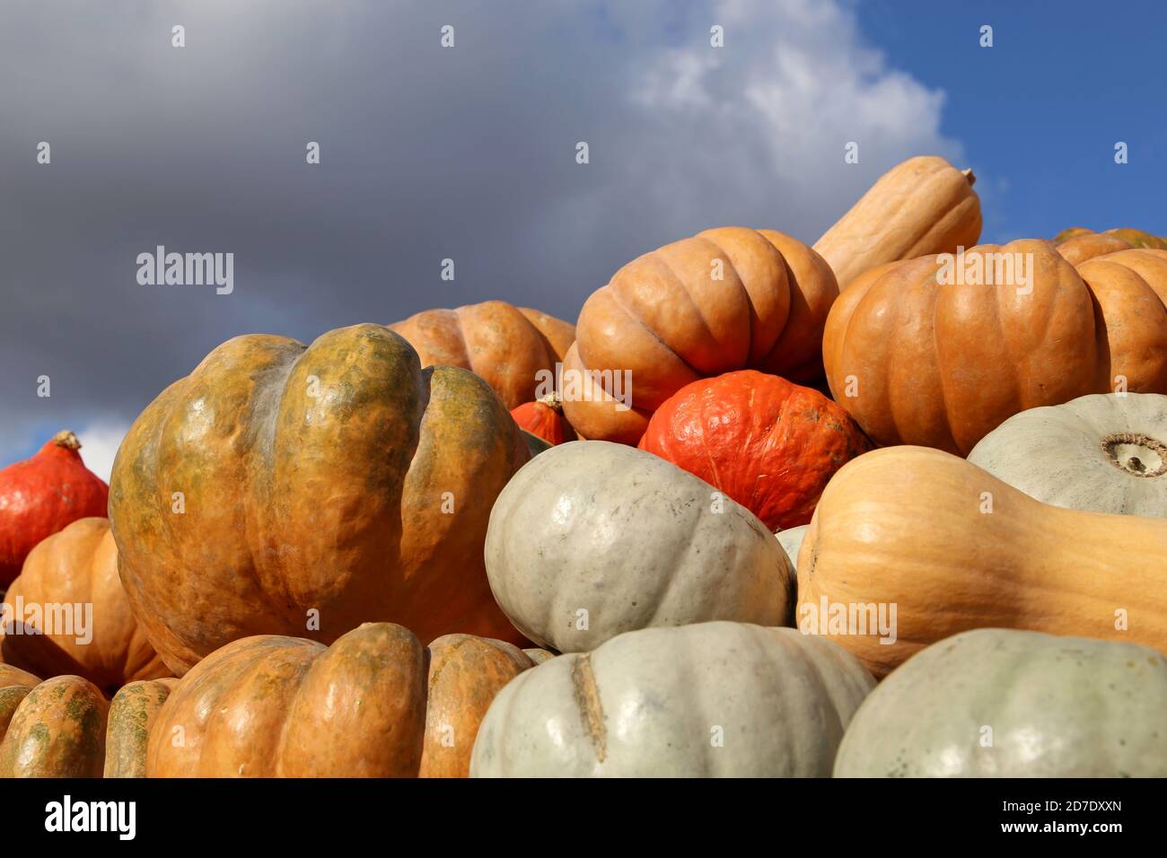 Zucche sullo sfondo del cielo blu e nuvole. Mercato di fattoria, raccolto autunnale, la Giornata del ringraziamento decorazione Foto Stock