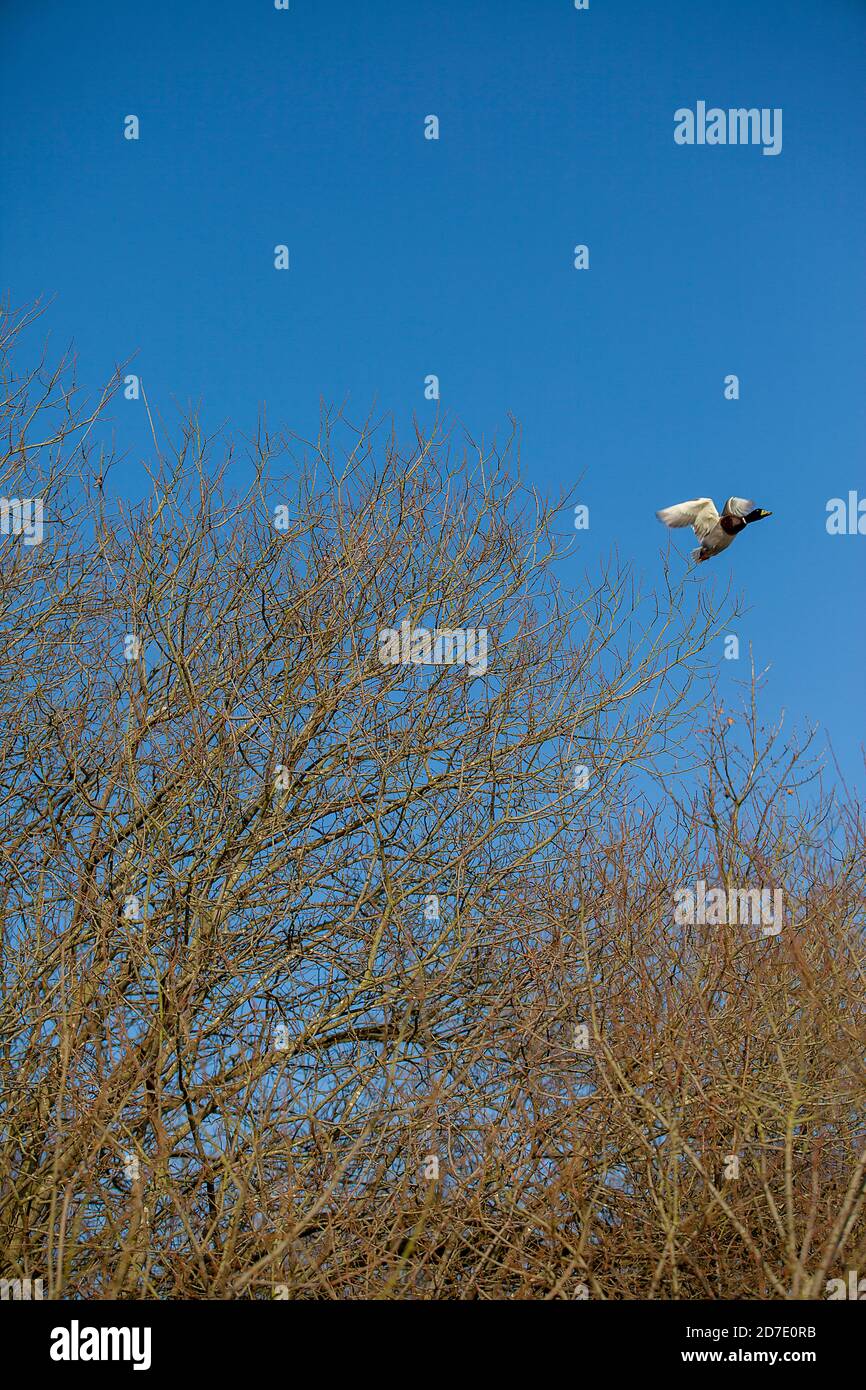 Mallard in un gioco guidato sparare in Lancashire, Inghilterra Foto Stock