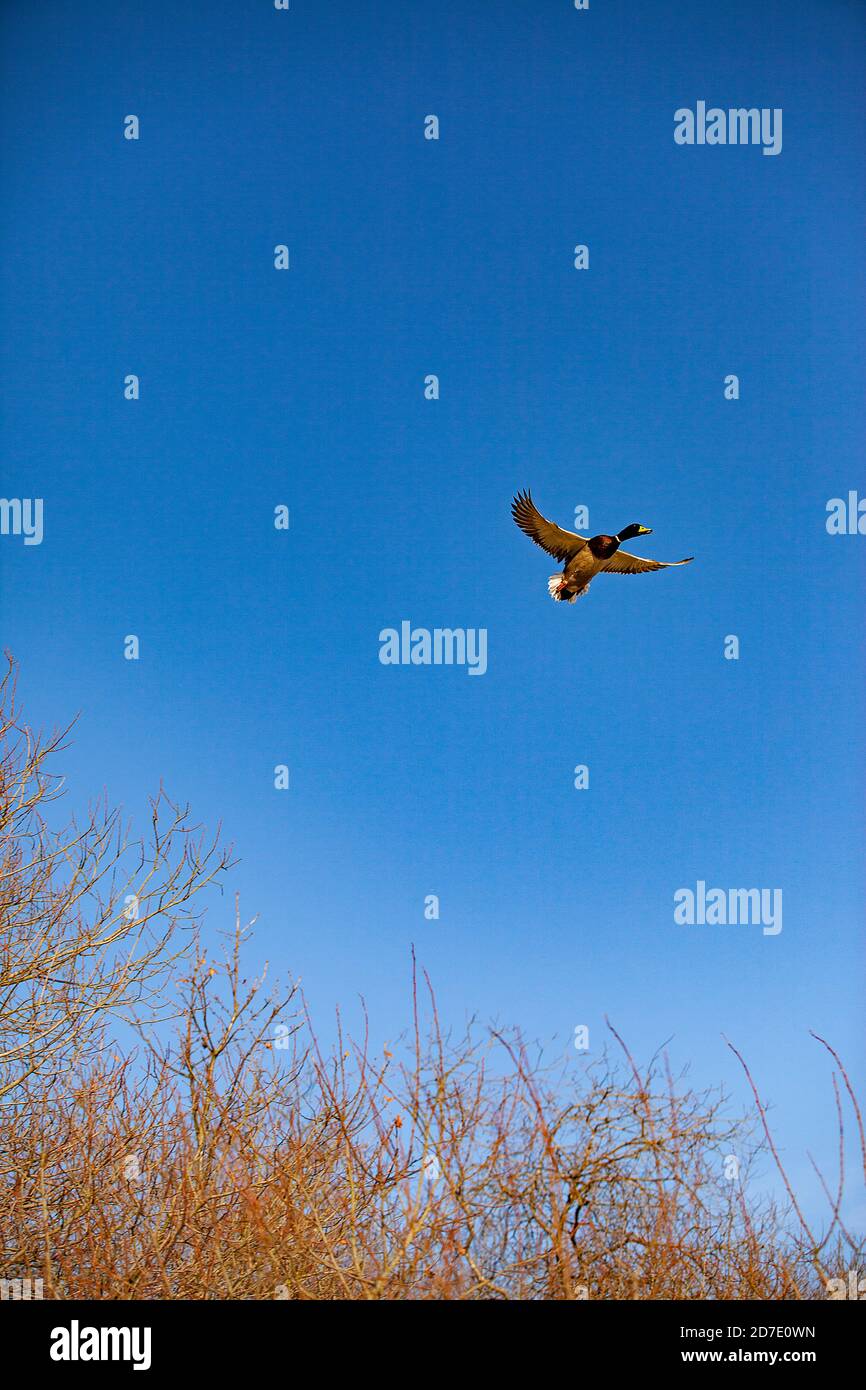 Mallard in un gioco guidato sparare in Lancashire, Inghilterra Foto Stock