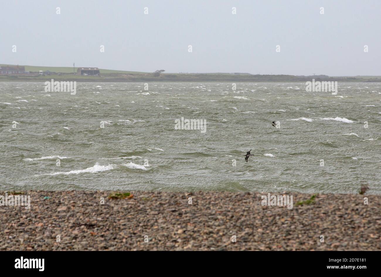 Arctic Skua, Stercorarius parassitius che sorvola Walney Island in tempo di tempesta, Cumbria, Regno Unito. Foto Stock