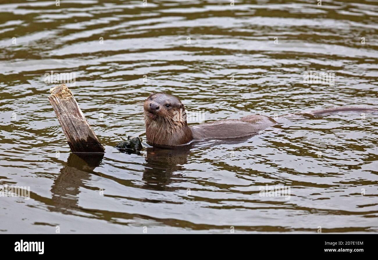 Holyrood Park, Edimburgo, Scozia, Regno Unito. 22 ottobre 2020. La giovane lontra ha attratto gli osservatori della fauna selvatica, che ha fatto di nuovo un'apparizione in Dunsapie Loch uno dei tre laghi situati in Holyrood Park. Foto Stock