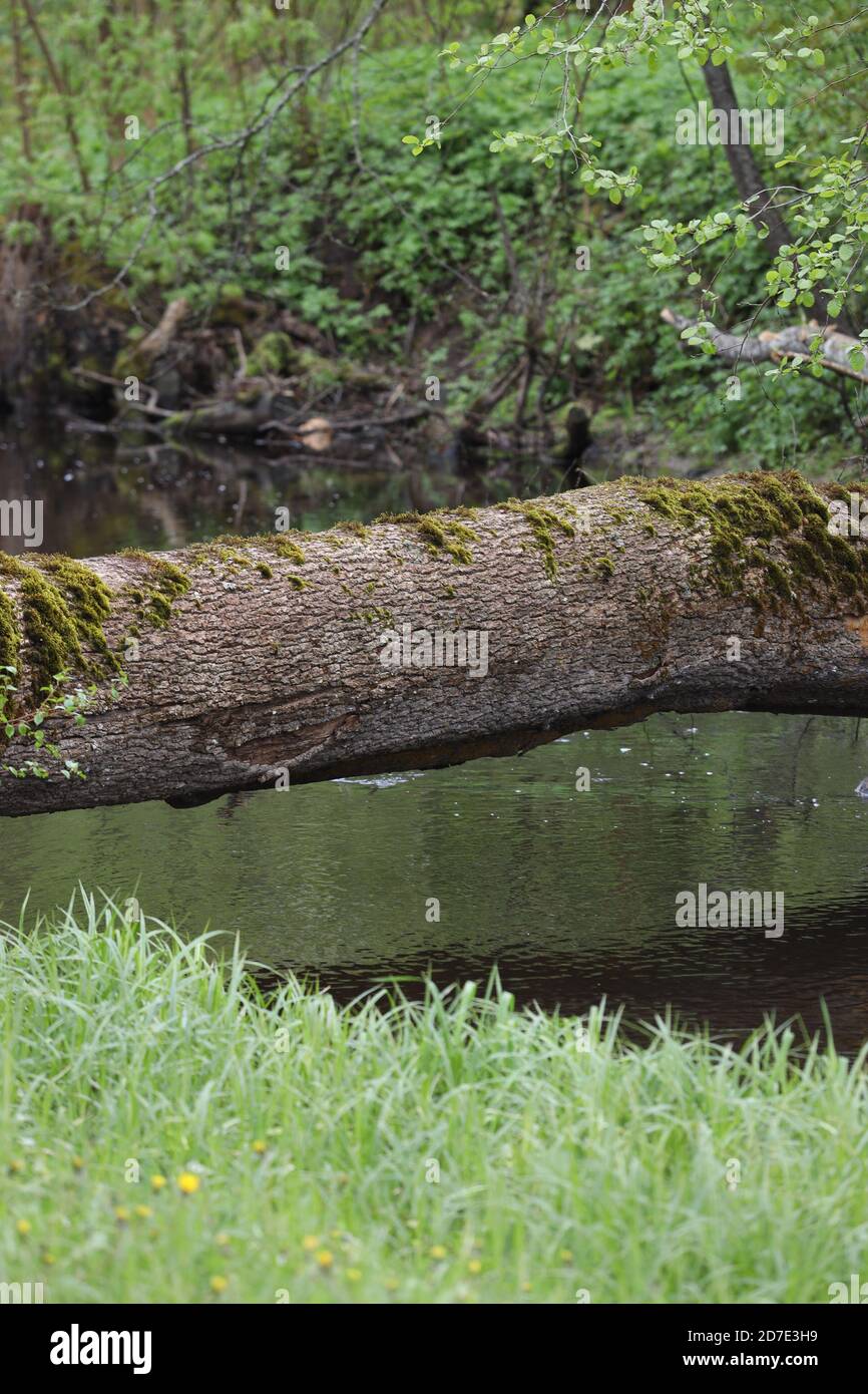 Vista sulla campagna del vecchio albero di legno caduto sul piccolo fiume. Foto scattata in Europa, Lettonia Foto Stock