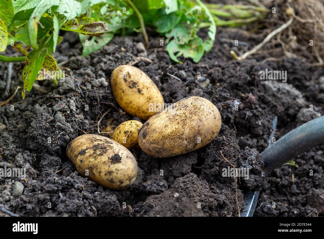 Scavare un raccolto di patate Charlotte (Solanum tuberosum) in un terreno vegetale. REGNO UNITO. Foto Stock