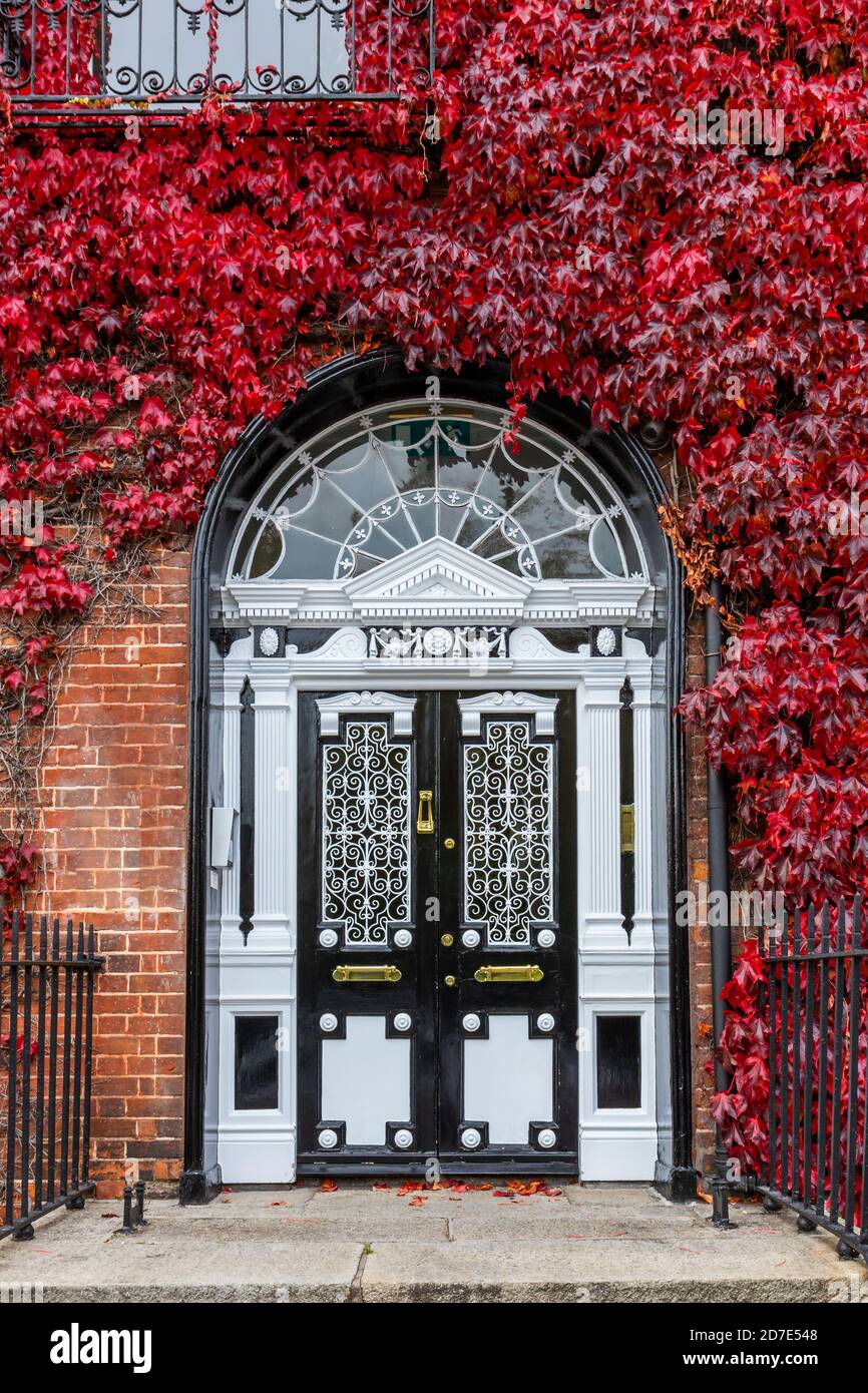 Red Boston Ivy o Virginia superriduttore che cresce sulla parete di mattoni di casa georgiana (Parthenocissus tricuspidata). Porta in bianco e nero ornato Foto Stock