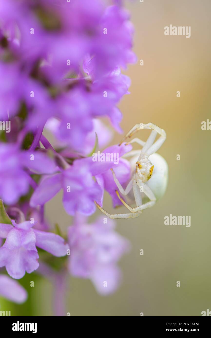 Goldenrod Crab Spider - Misumena vatia, ragno comune bello da prati e giardini europei, Repubblica Ceca. Foto Stock