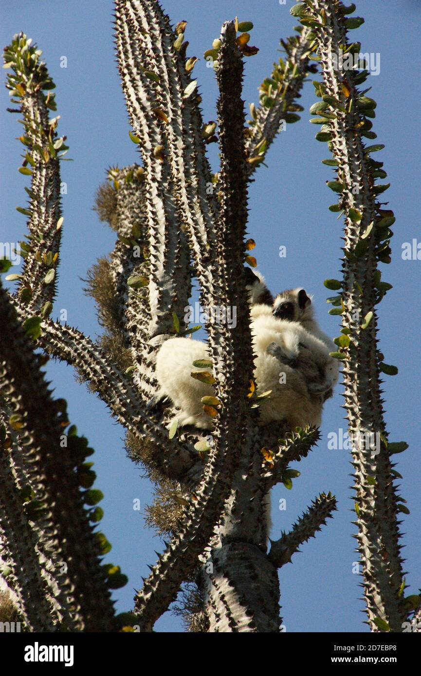 Prickly, spinoso, spinoso queste piante incredibili sembrano ostili ma è una gioia vagare attraverso la 'Foresta Spiny' del Madagascar. Foto Stock