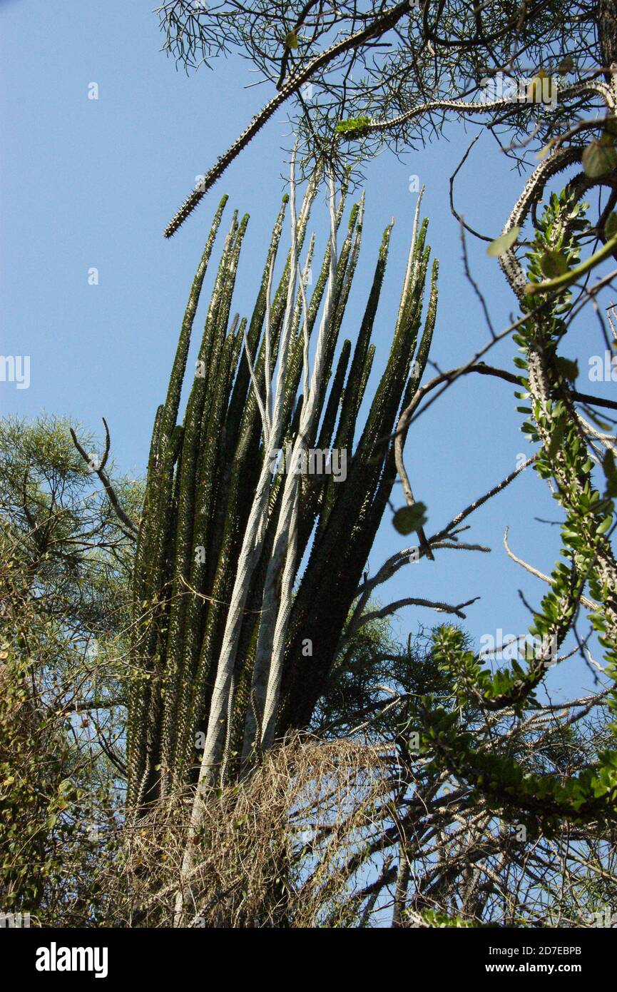 Prickly, spinoso, spinoso queste piante incredibili sembrano ostili ma è una gioia vagare attraverso la 'Foresta Spiny' del Madagascar. Foto Stock