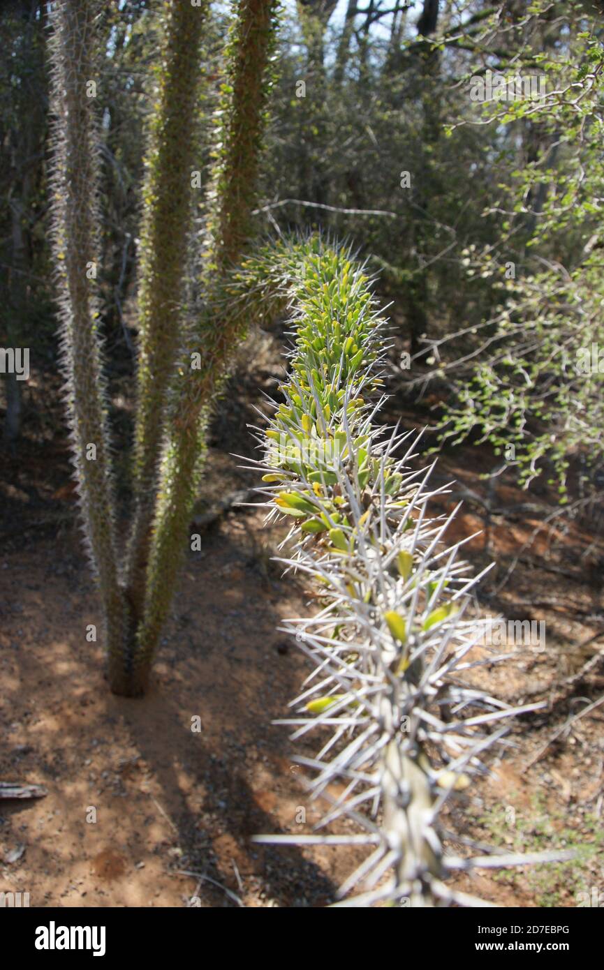Prickly, spinoso, spinoso queste piante incredibili sembrano ostili ma è una gioia vagare attraverso la 'Foresta Spiny' del Madagascar. Foto Stock
