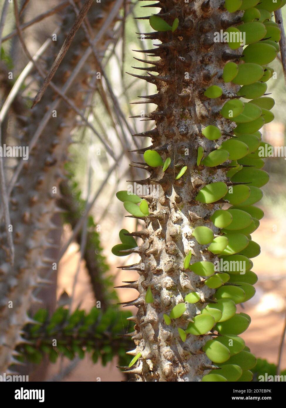 Prickly, spinoso, spinoso queste piante incredibili sembrano ostili ma è una gioia vagare attraverso la 'Foresta Spiny' del Madagascar. Foto Stock