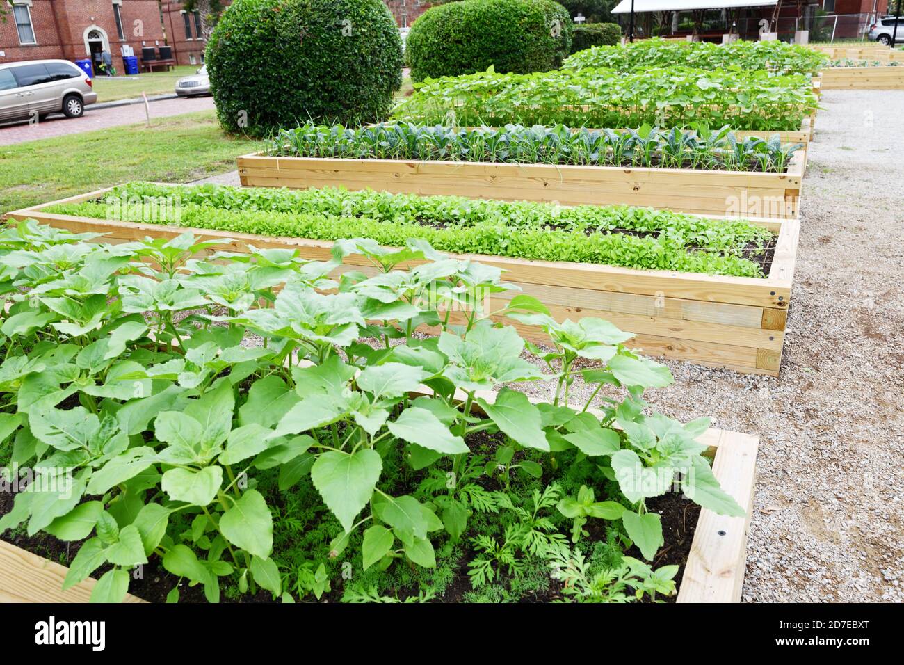 New Urban Garden nel villaggio inglese del 19 ° secolo con Red Brick 2 Story Case per anziani impoveriti residenti che si Volontano a piantare verdure. Foto Stock