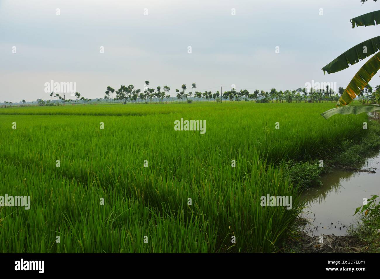 Primo piano di lunghe piante di riso verde, piante di risone in un campo indiano del Bengala Occidentale, focalizzazione selettiva Foto Stock