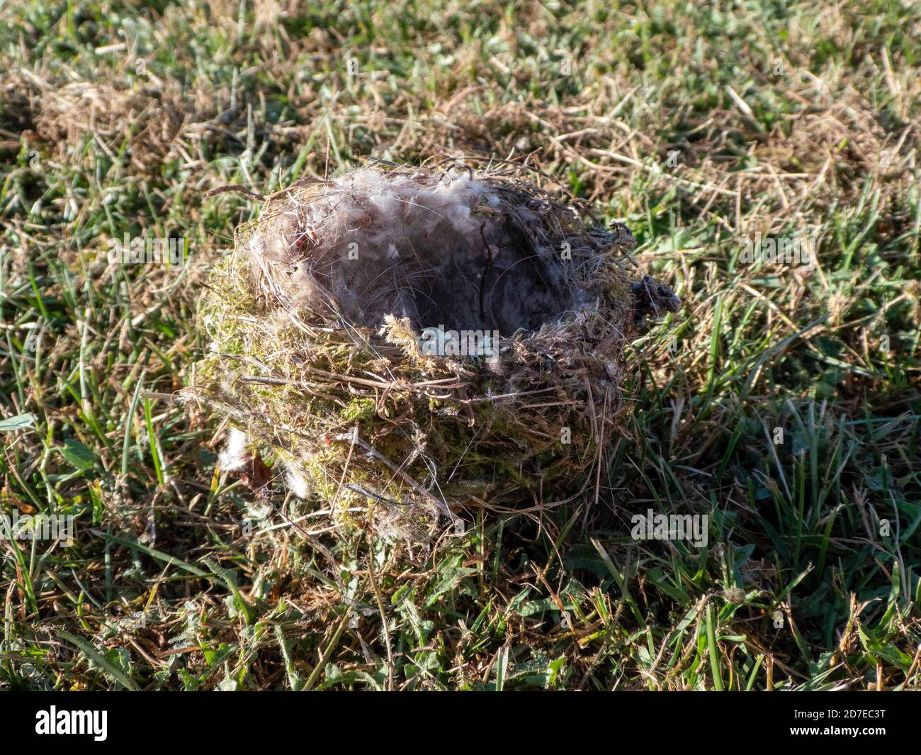 nido di uccello abbandonato sdraiato vuoto a terra Foto Stock