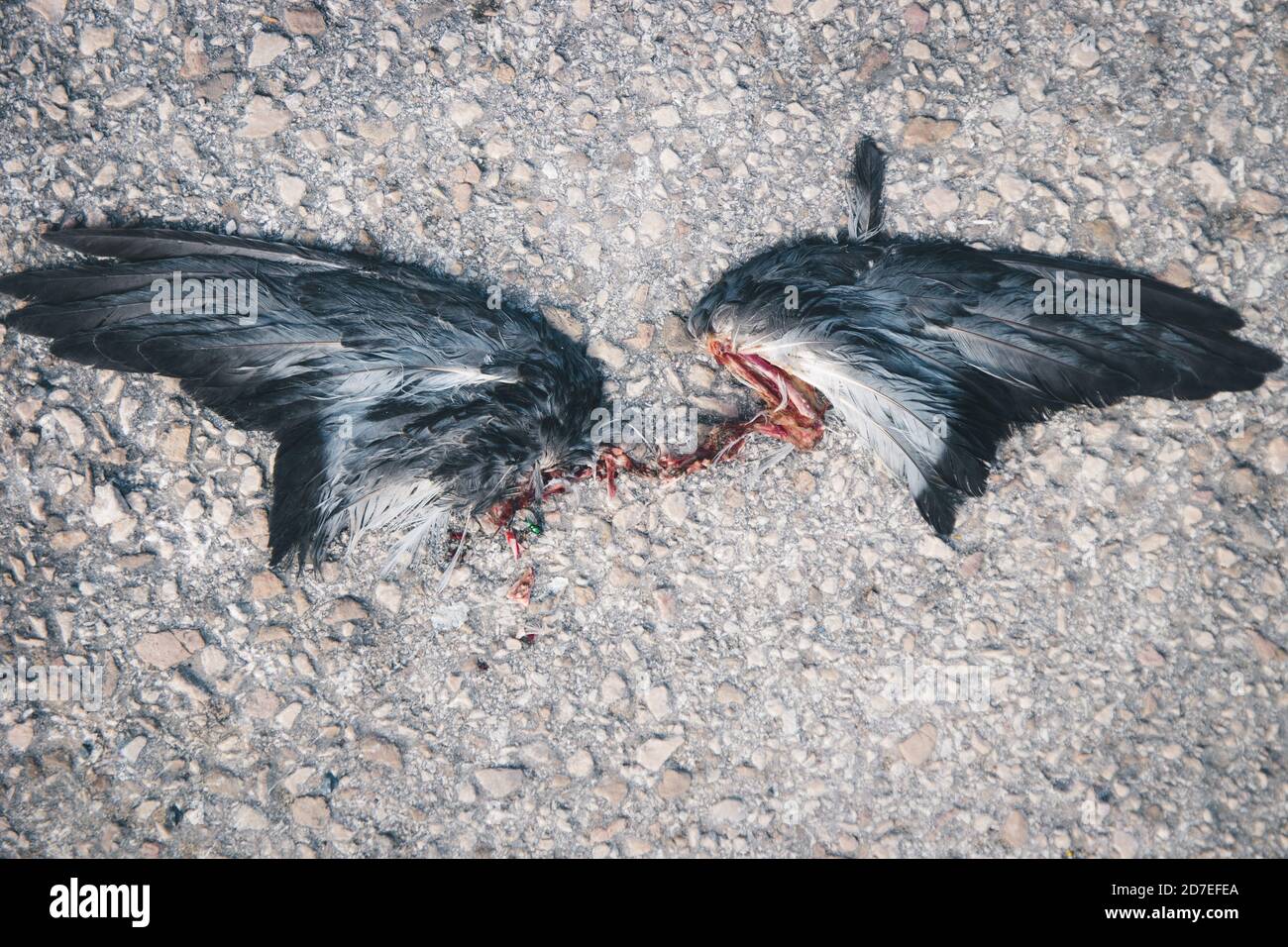 Ali nere scure con sangue e luccicante sul pavimento Foto Stock