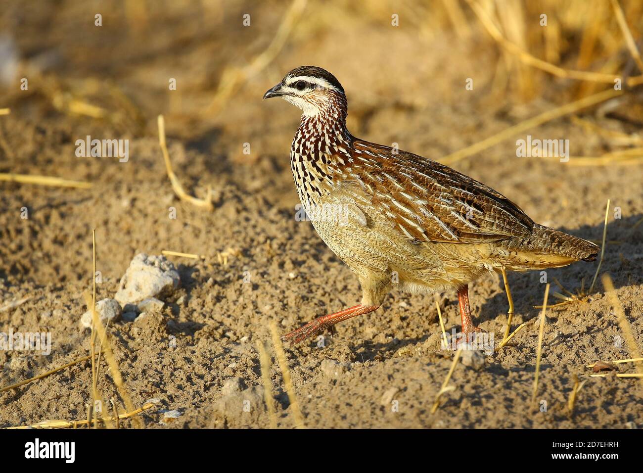 Francolin crestato nel Parco Nazionale di Etosha, Namibia Foto Stock