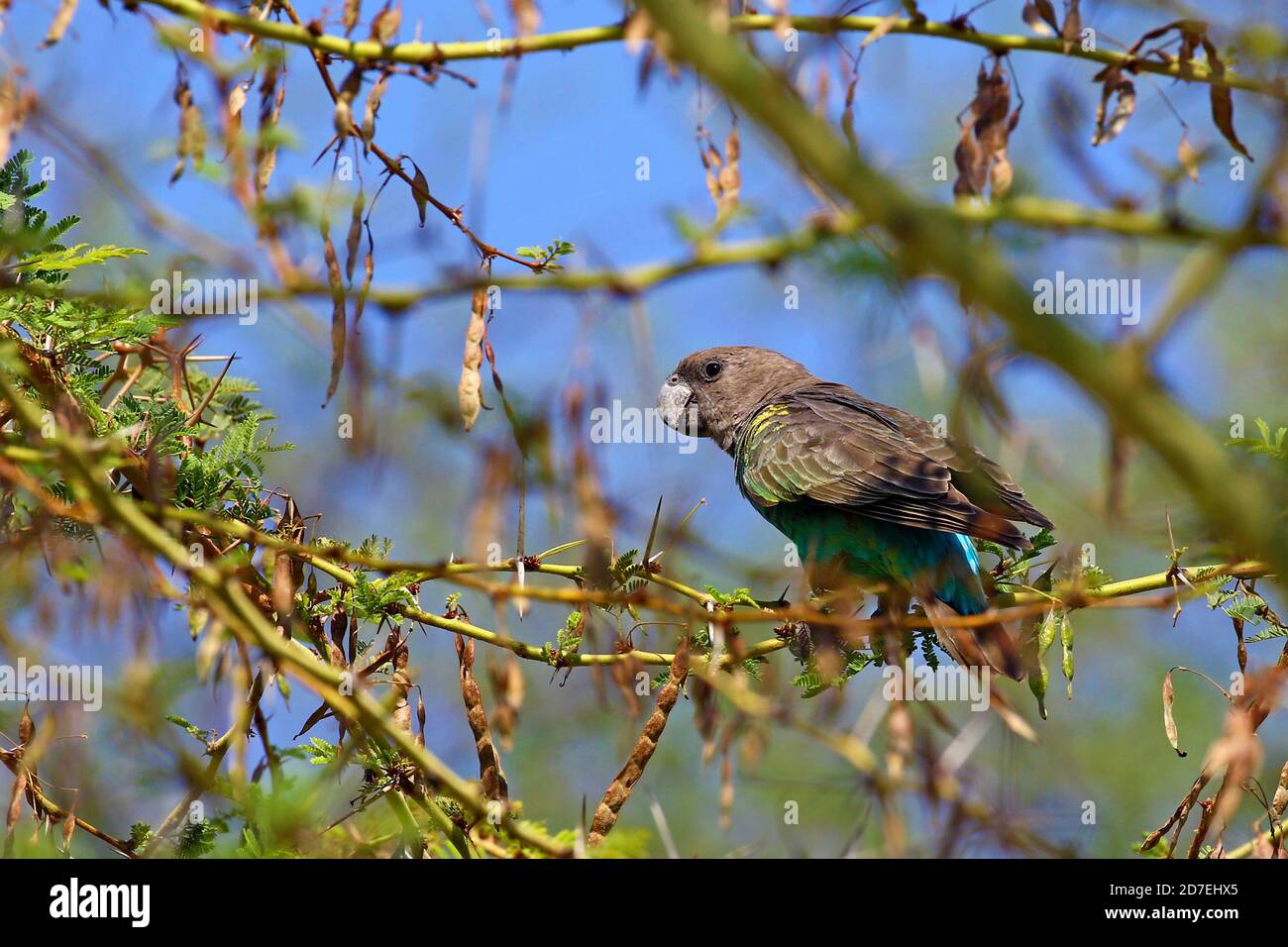 Pappagallo di Meyer su un albero, Namibia Foto Stock
