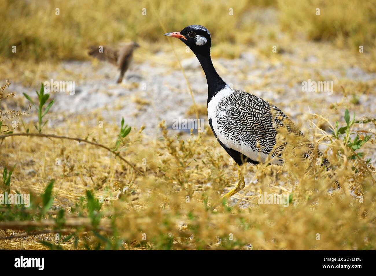 Korhaan nero settentrionale a Etosha NP, Namibia Foto Stock