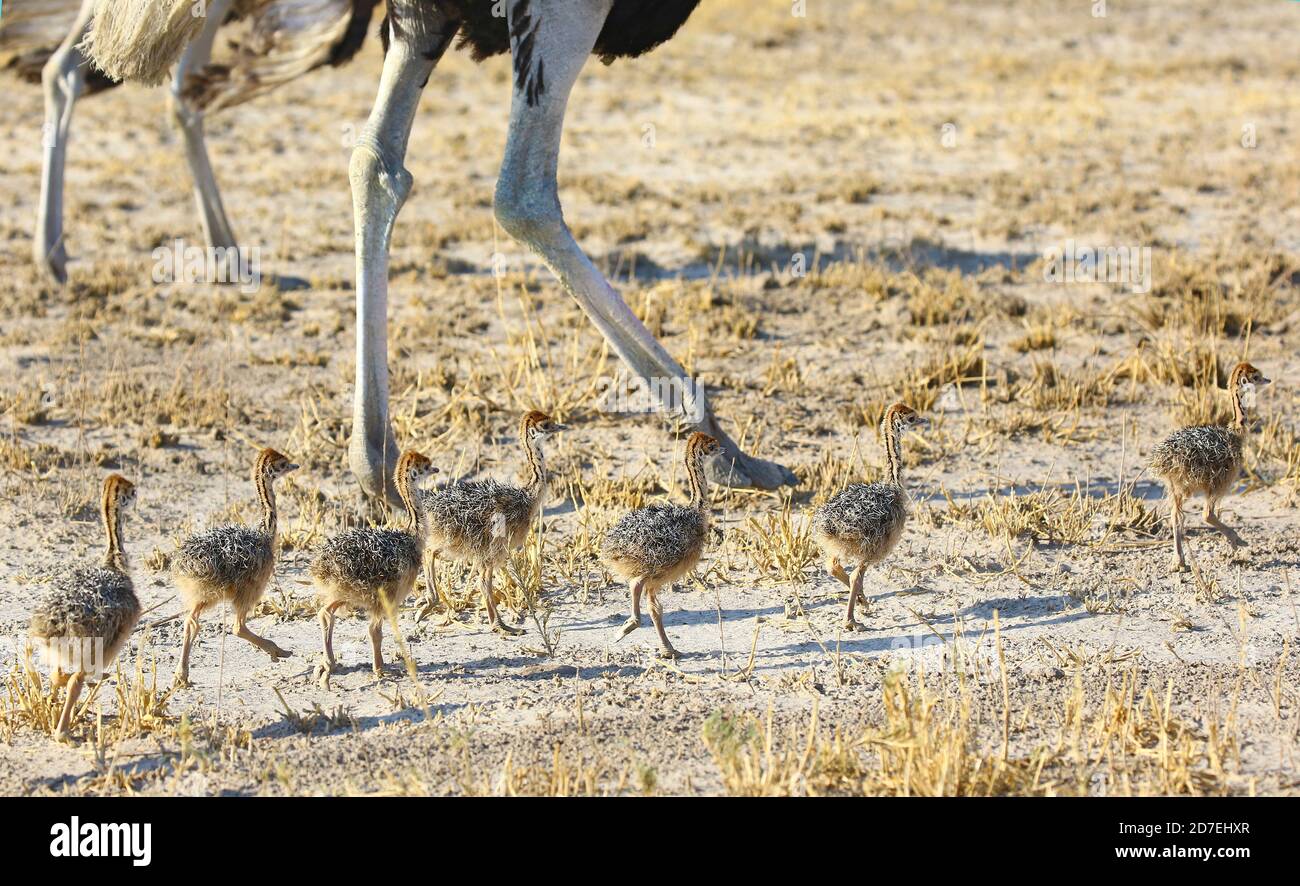 Struzzo pulcini che camminano con la madre Foto Stock