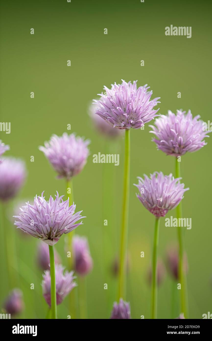 Erba cipollina: Allium schoenoprasum Foto Stock
