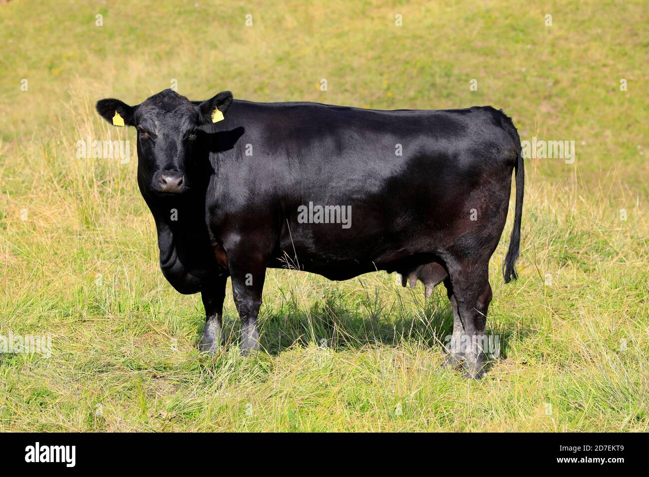 Mucca nera in piedi in pascolo prato in una giornata di sole d'estate. Foto Stock