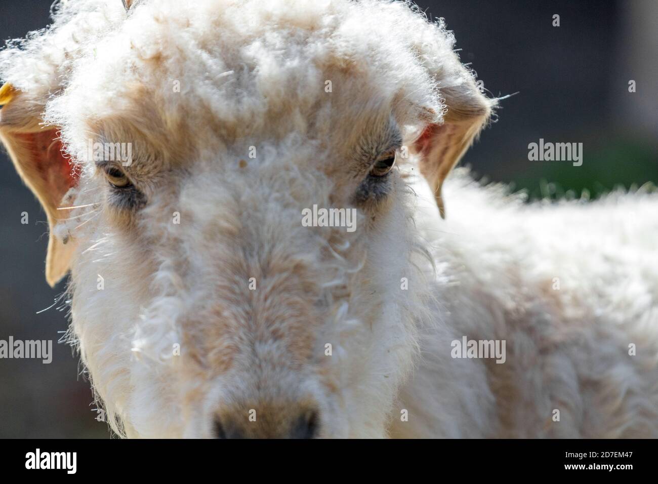 Un capro di Angora (Capra aegagrus hircus) occhi spalancati e pupille rettangolari rivelano il suo passato evolutivo come preda. Foto Stock