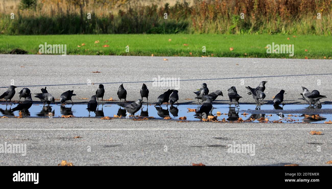 Gregge di European Jackdaw, Corvus monidula, uccelli che bevono da una pozza d'acqua piovana su un cortile d'asfalto. Foto Stock