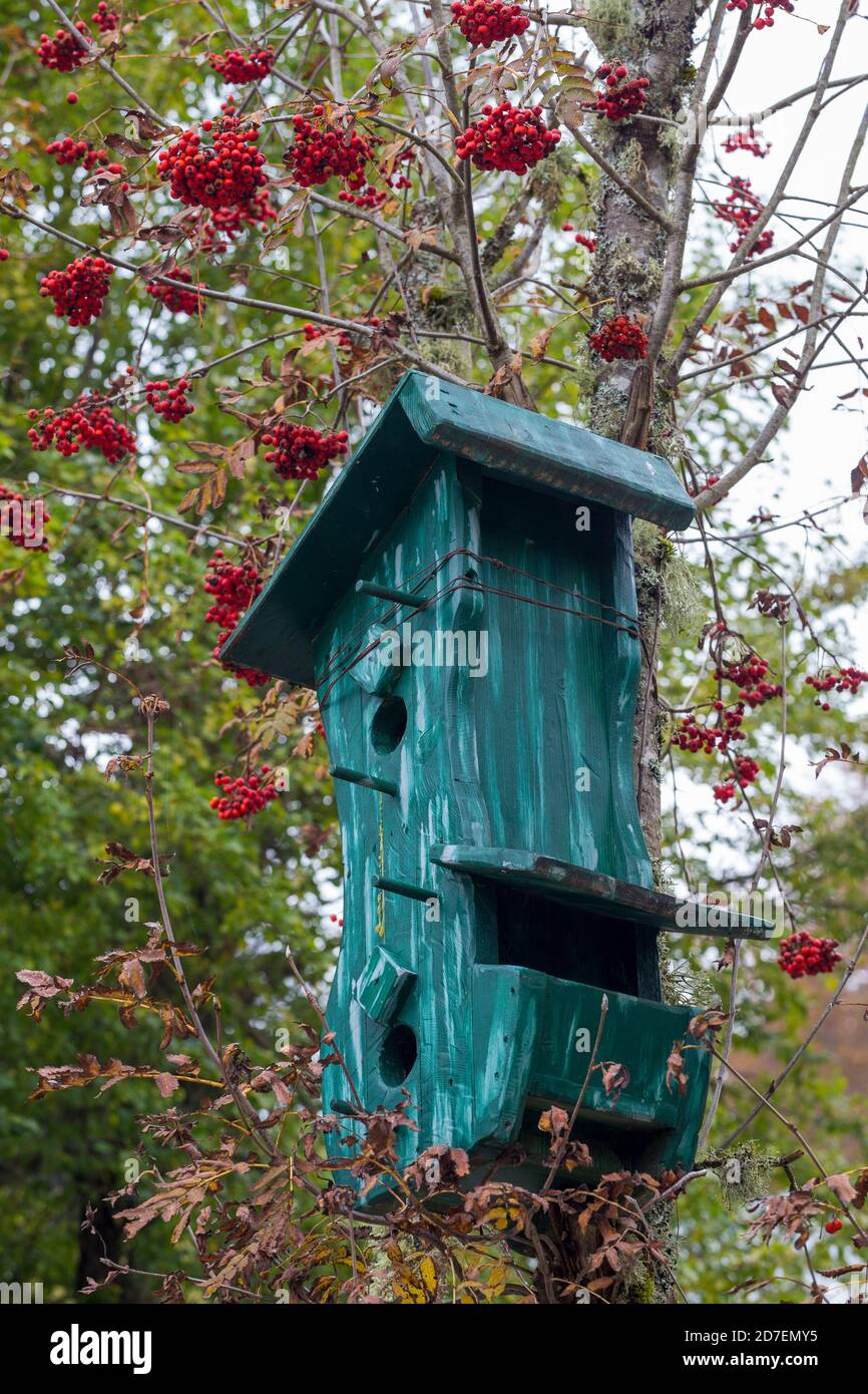 Verde casa di legno per uccelli su albero di Sorbus aucuparia nella stagione autunnale. Cimbrian villaggio di Vallorch nel Cansiglio altopiano. Veneto. Italia, Europa. Foto Stock