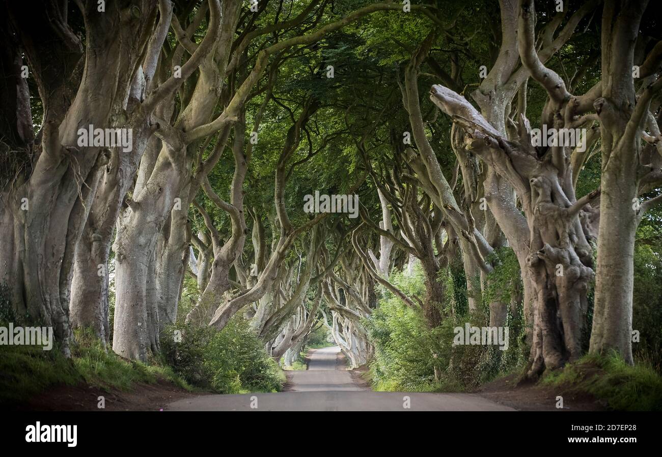 Una strada conduce attraverso le siepi scure, una fila di faggi nell'Irlanda del Nord, Regno Unito Foto Stock