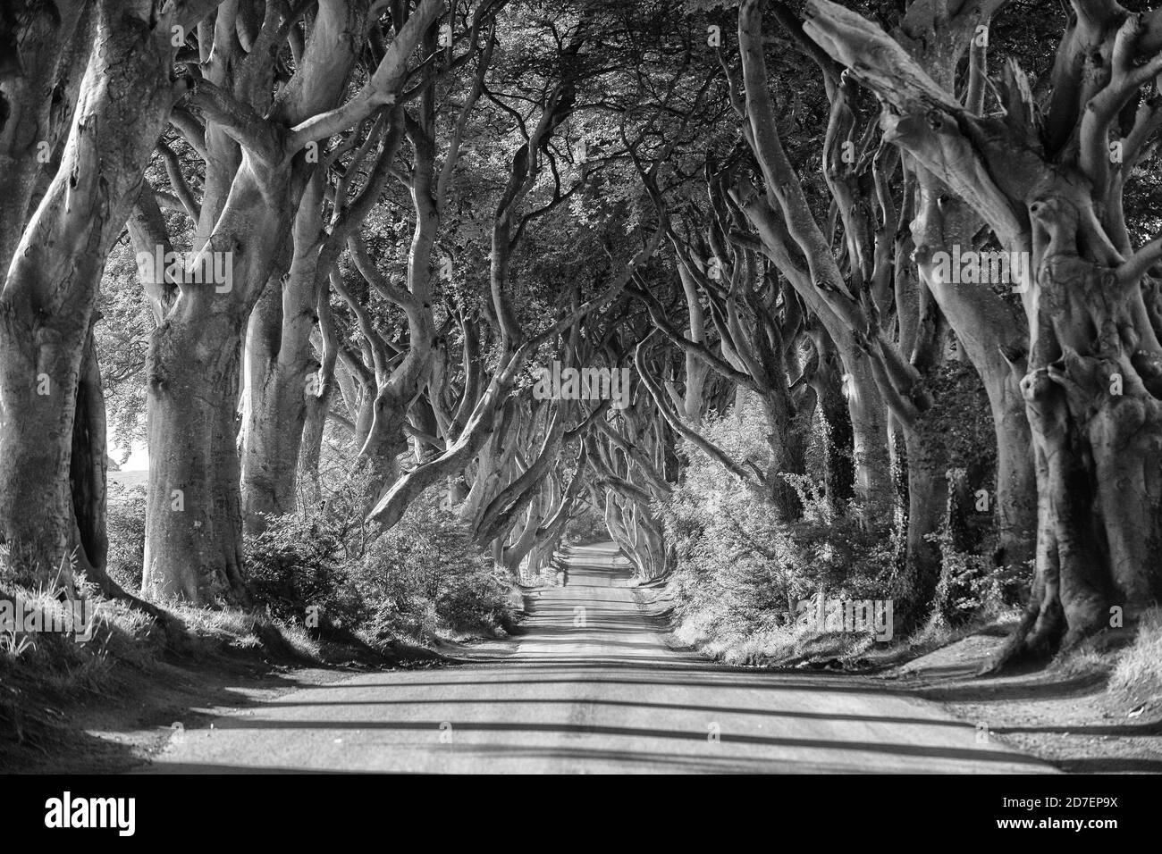 Una strada conduce attraverso le siepi scure, una fila di faggi nell'Irlanda del Nord, Regno Unito Foto Stock