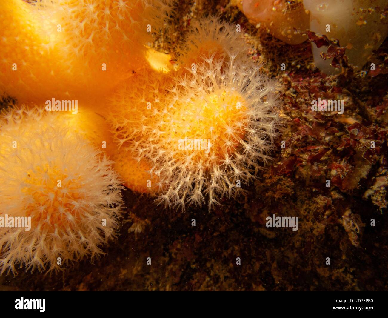 Un closeup immagine di un corallo morbido che alimenta le dita di un uomo morto o Alcyonium digitatum. Foto delle Isole Meteo, del Mare di Skagerrak, della Svezia occidentale Foto Stock