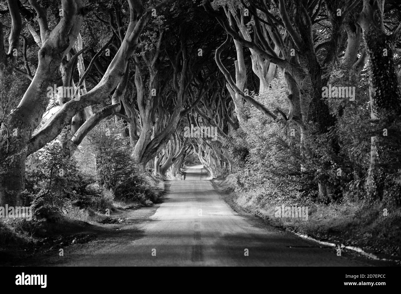 Una strada conduce attraverso le siepi scure, una fila di faggi nell'Irlanda del Nord, Regno Unito Foto Stock