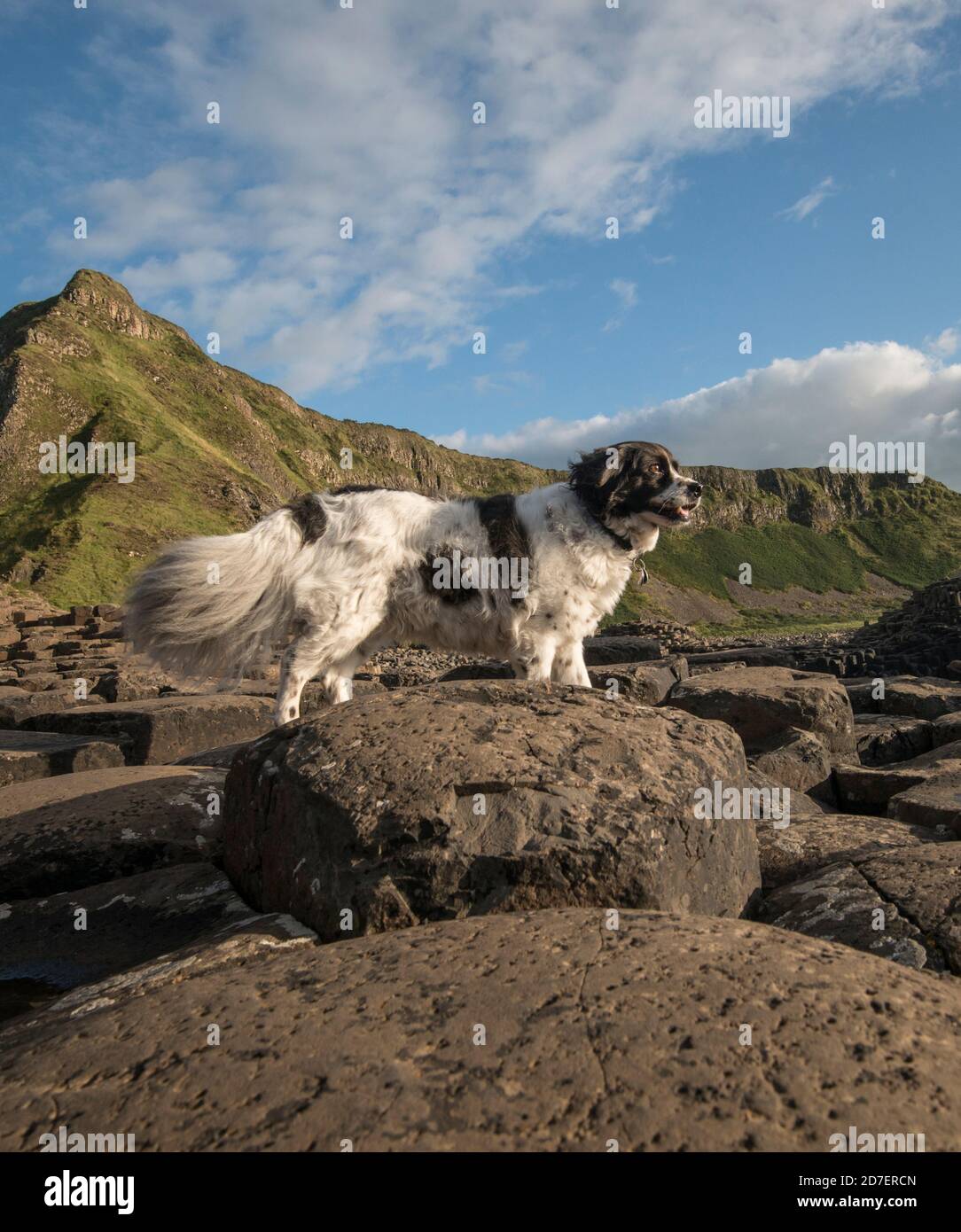 Giant's Causeway, un sito patrimonio dell'umanità dell'UNESCO costituito da circa 40,000 colonne di basalto situate sulla costa di Antrim, Irlanda del Nord, Regno Unito Foto Stock