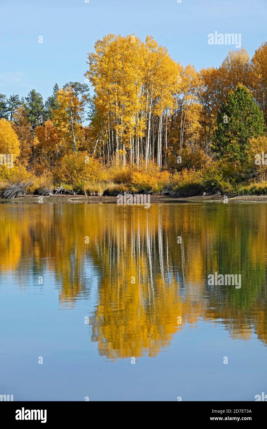 Gli alberi di Aspen e i cespugli di salici si trasformano dal verde all'oro lungo il fiume Deschutes nell'Oregon centrale vicino a Bend in ottobre. Questa sezione del fiume è popul Foto Stock