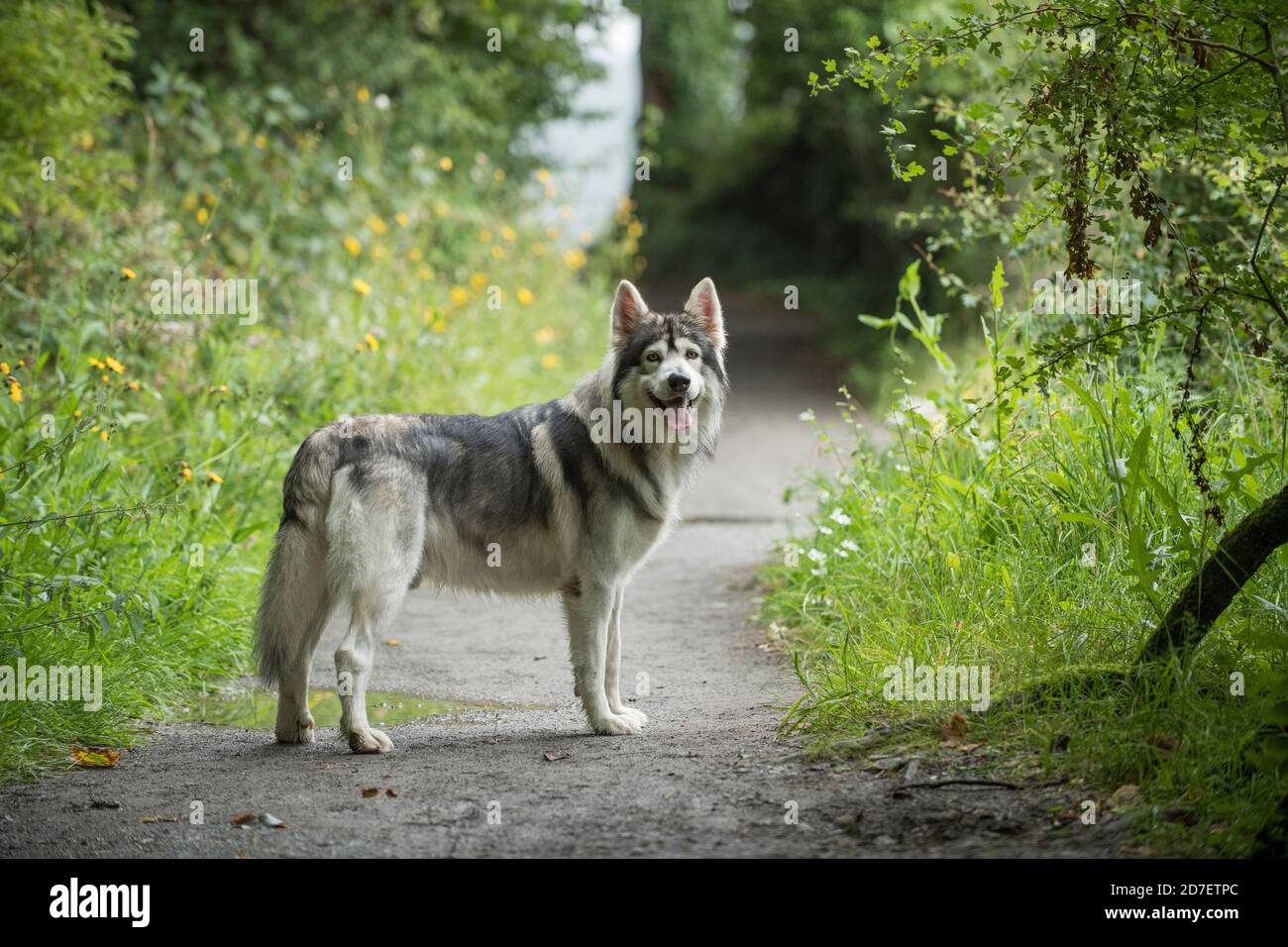 Un cane dell'Inuit settentrionale fotografato vicino a Strangford Lough nella contea di Down, Irlanda del Nord. Foto Stock