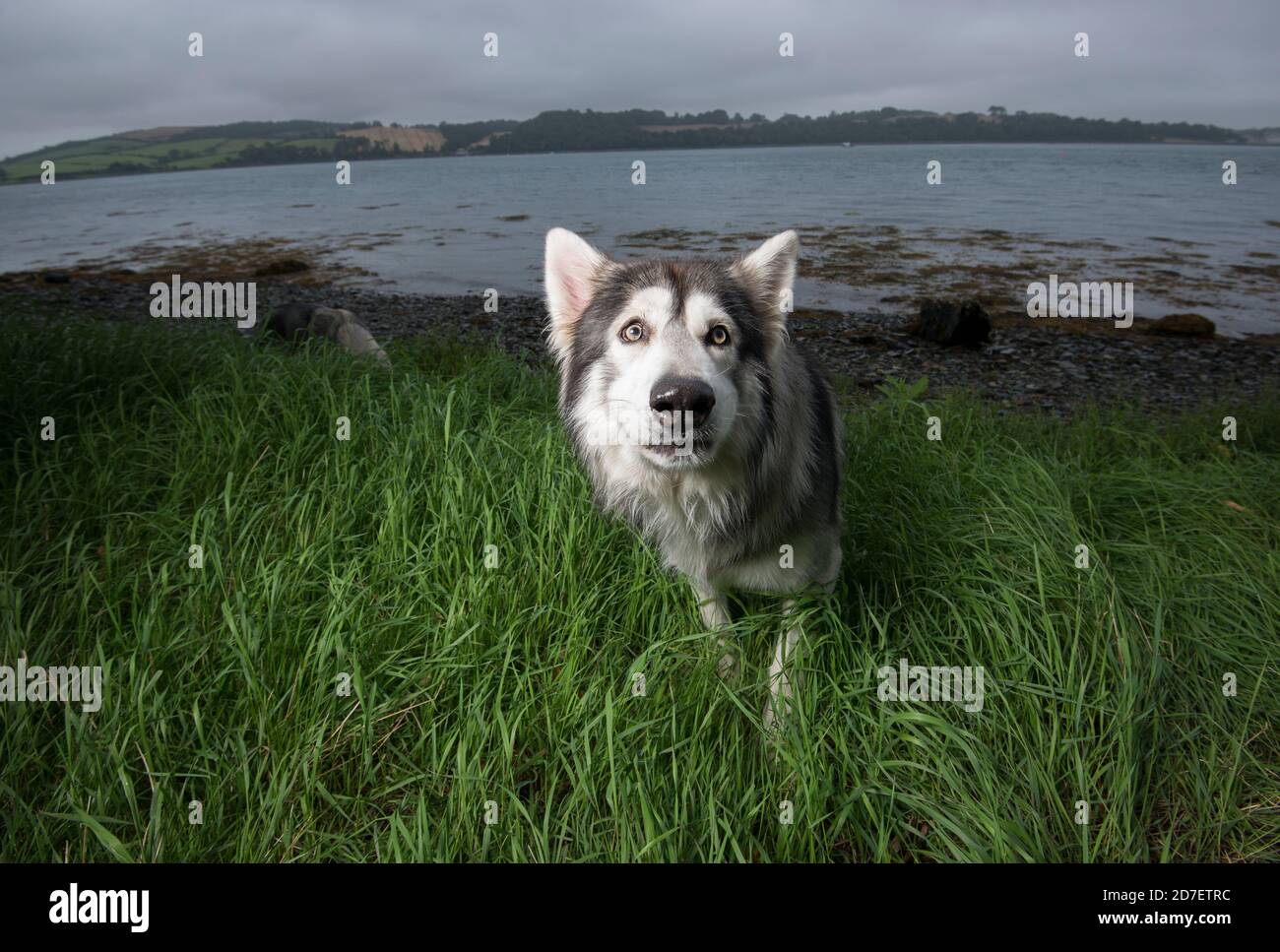 Ritratto di un cane dell'Inuit settentrionale fotografato vicino a Strangford Lough nella contea di Down, Irlanda del Nord. Foto Stock