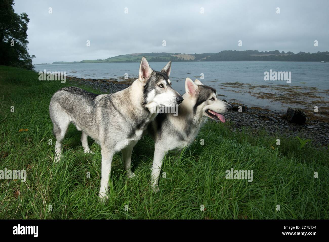Ritratto dei cani nordisti che hanno giocato i direwolves 'Summer' e 'Greywind' dalla serie del Trono di Spade, fotografati di fronte a Strangford lo Foto Stock